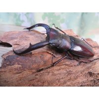 ☆新成虫☆マンディブラリスフタマタクワガタ（原名亜種）♂76ミリ♀-A´46ミリペア販売！！