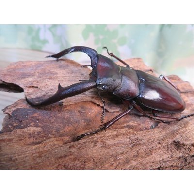 画像1: ☆新成虫☆マンディブラリスフタマタクワガタ（赤マンディ）♂76ミリ♀-A´46ミリペア販売！！