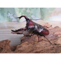 ☆人気種☆フォルスターフタマタクワガタ（亜種ニシ）♂ーB80ミリ♀ーB45ミリ新成虫ペア販売！！