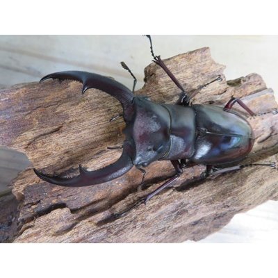 画像2: ☆新成虫☆マンディブラリスフタマタクワガタ（赤マンディ）♂76ミリ♀-A´46ミリペア販売！！