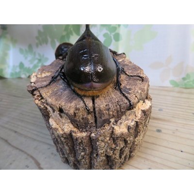 画像3: ☆新成虫☆D.H.オキシデンタリス♂113ミリ♀66ミリペア販売！！