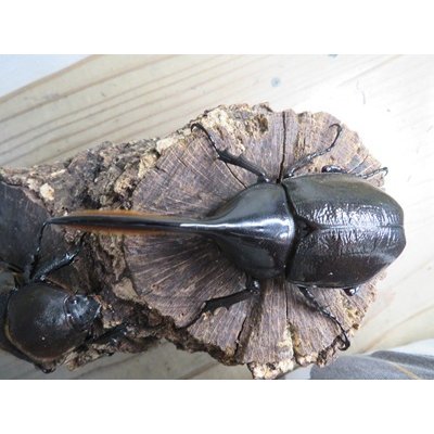画像2: ☆新成虫☆D.H.オキシデンタリス♂113ミリ♀66ミリペア販売！！