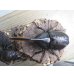 画像2: ☆新成虫☆D.H.オキシデンタリス♂113ミリ♀66ミリペア販売！！ (2)