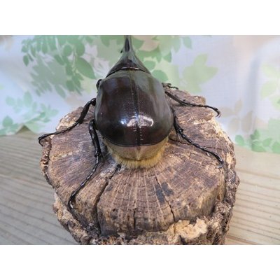 画像3: ☆新成虫no.1☆D.H.ヘラクレス♂124ミリ♀65ミリ前後ペア＋♀65ミリ前後の計3頭トリオ販売！！
