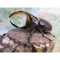 ☆人気種☆サタンオオカブト♂99ミリ♀67ミリ新成虫ペア販売！！