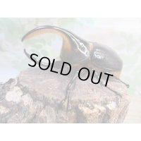 ☆人気種☆サタンオオカブト♂99ミリ♀67ミリ新成虫ペア販売！！
