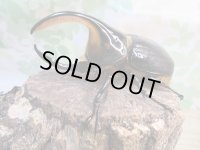 ☆人気種☆サタンオオカブト♂99ミリ♀67ミリ新成虫ペア販売！！