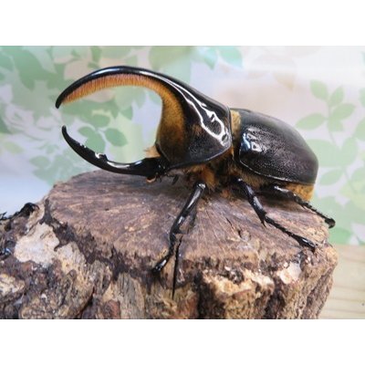 画像1: ☆人気種☆サタンオオカブト♂99ミリ♀67ミリ新成虫ペア販売！！