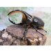 画像1: ☆人気種☆サタンオオカブト♂99ミリ♀67ミリ新成虫ペア販売！！ (1)