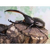 ☆新成虫☆D.H.オキシデンタリス♂116ミリ♀66ミリペア販売！！
