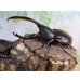 画像1: ☆新成虫☆D.H.オキシデンタリス♂116ミリ♀66ミリペア販売！！ (1)