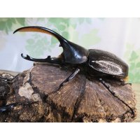 ☆新成虫☆D.H.オキシデンタリス♂113ミリ♀66ミリペア販売！！