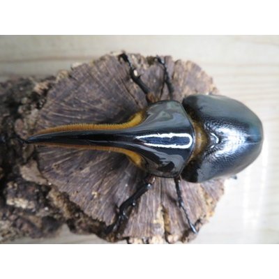 画像2: ☆人気種☆サタンオオカブト♂99ミリ♀67ミリ新成虫ペア販売！！