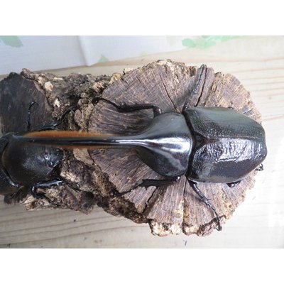 画像2: ☆新成虫☆D.H.オキシデンタリス♂116ミリ♀66ミリペア販売！！