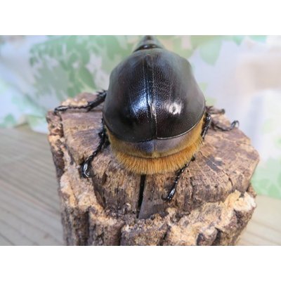 画像3: ☆人気種☆サタンオオカブト♂99ミリ♀67ミリ新成虫ペア販売！！