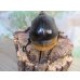 画像3: ☆人気種☆サタンオオカブト♂99ミリ♀67ミリ新成虫ペア販売！！ (3)