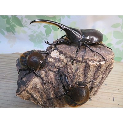 画像5: ☆新成虫no.2☆D.H.ヘラクレス♂124ミリ♀65ミリ前後ペア＋♀65ミリ前後の計3頭トリオ販売！！