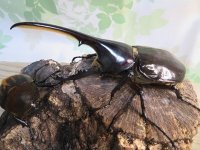 ☆新成虫no.1☆D.H.ヘラクレス♂124ミリ♀65ミリ前後ペア＋♀65ミリ前後の計3頭トリオ販売！！