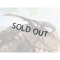 ☆新成虫no.1☆D.H.ヘラクレス♂124ミリ♀65ミリ前後ペア＋♀65ミリ前後の計3頭トリオ販売！！