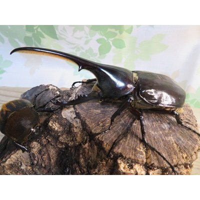 画像1: ☆新成虫no.1☆D.H.ヘラクレス♂124ミリ♀65ミリ前後ペア＋♀65ミリ前後の計3頭トリオ販売！！