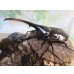 画像1: ☆新成虫no.1☆D.H.ヘラクレス♂124ミリ♀65ミリ前後ペア＋♀65ミリ前後の計3頭トリオ販売！！ (1)