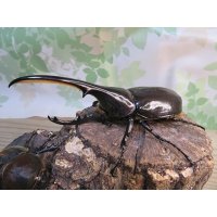 ☆新成虫no.2☆D.H.ヘラクレス♂124ミリ♀65ミリ前後ペア＋♀65ミリ前後の計3頭トリオ販売！！