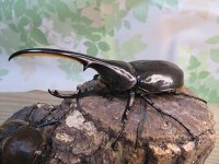 ☆新成虫no.2☆D.H.ヘラクレス♂124ミリ♀65ミリ前後ペア＋♀65ミリ前後の計3頭トリオ販売！！