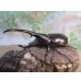 画像1: ☆新成虫no.2☆D.H.ヘラクレス♂124ミリ♀65ミリ前後ペア＋♀65ミリ前後の計3頭トリオ販売！！ (1)