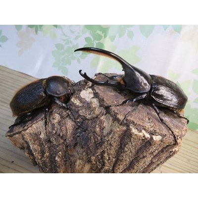 画像5: ☆新成虫☆D.H.オキシデンタリス♂116ミリ♀66ミリペア販売！！