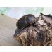 画像4: ☆新成虫☆D.H.オキシデンタリス♂113ミリ♀66ミリペア販売！！ (4)