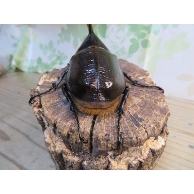 画像3: ☆新成虫☆D.H.オキシデンタリス♂116ミリ♀66ミリペア販売！！