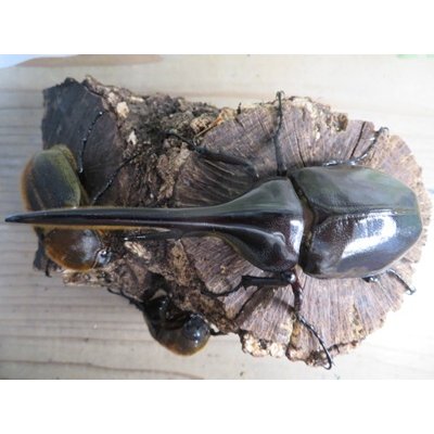 画像2: ☆新成虫no.1☆D.H.ヘラクレス♂124ミリ♀65ミリ前後ペア＋♀65ミリ前後の計3頭トリオ販売！！