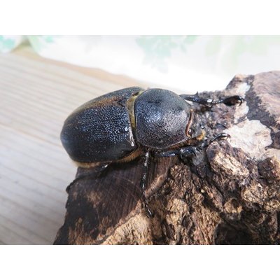画像4: ☆人気種☆サタンオオカブト♂99ミリ♀67ミリ新成虫ペア販売！！