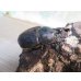 画像4: ☆人気種☆サタンオオカブト♂99ミリ♀67ミリ新成虫ペア販売！！ (4)