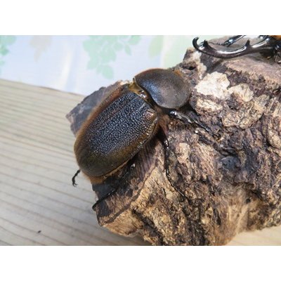 画像4: ☆新成虫☆D.H.オキシデンタリス♂116ミリ♀66ミリペア販売！！
