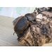 画像4: ☆新成虫☆D.H.オキシデンタリス♂116ミリ♀66ミリペア販売！！ (4)