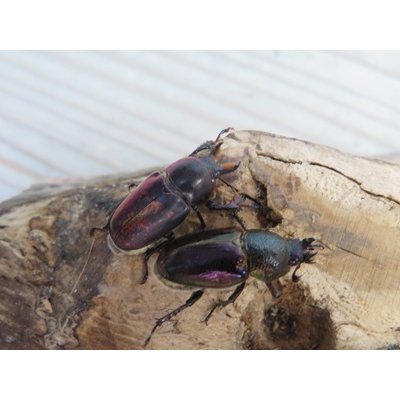 画像4: ☆タスマニア産☆アウラタキンイロクワガタ♂♀♀フリーサイズ計3頭の新成虫トリオ販売！！