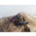 画像4: ☆タスマニア産☆アウラタキンイロクワガタ♂♀♀フリーサイズ計3頭の新成虫トリオ販売！！ (4)