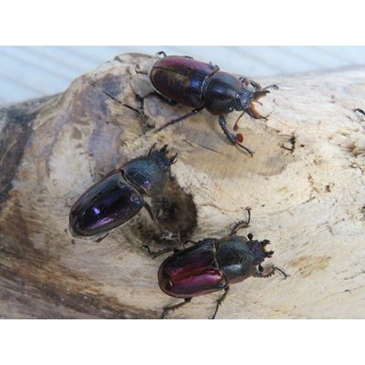 画像5: ☆タスマニア産☆アウラタキンイロクワガタ♂♀♀フリーサイズ計3頭の新成虫トリオ販売！！