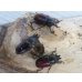 画像5: ☆タスマニア産☆アウラタキンイロクワガタ♂♀♀フリーサイズ計3頭の新成虫トリオ販売！！ (5)