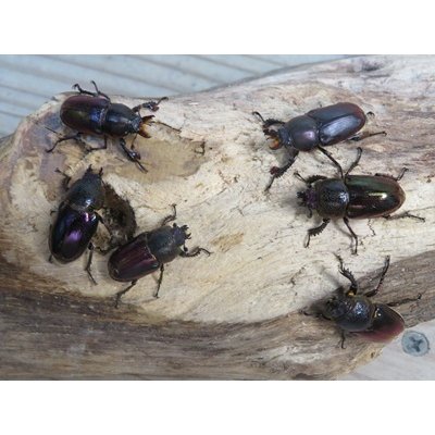 画像1: ☆タスマニア産☆アウラタキンイロクワガタ♂♀♀フリーサイズ計3頭の新成虫トリオ販売！！