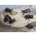 画像1: ☆タスマニア産☆アウラタキンイロクワガタ♂♀♀フリーサイズ計3頭の新成虫トリオ販売！！ (1)