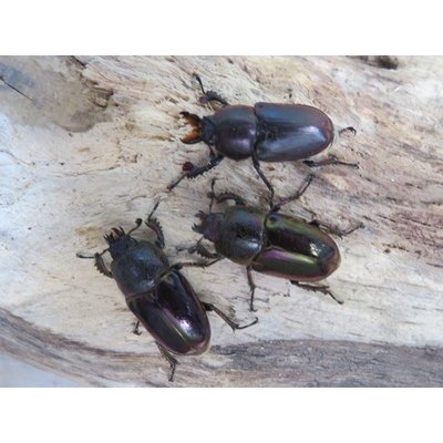 画像3: ☆タスマニア産☆アウラタキンイロクワガタ♂♀♀フリーサイズ計3頭の新成虫トリオ販売！！