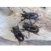 画像3: ☆タスマニア産☆アウラタキンイロクワガタ♂♀♀フリーサイズ計3頭の新成虫トリオ販売！！ (3)