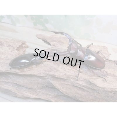 画像5: ☆新成虫☆マンディブラリスフタマタクワガタ（赤マンディ）♂74ミリ♀43ミリペア販売！！