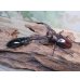 画像5: ☆新成虫☆マンディブラリスフタマタクワガタ（赤マンディ）♂74ミリ♀43ミリペア販売！！ (5)