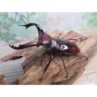 ☆新成虫☆フォルスターフタマタクワガタ（亜種ニシ）♂80ミリ単品販売！！