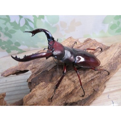 画像1: ☆新成虫☆フォルスターフタマタクワガタ（亜種ニシ）♂80ミリ単品販売！！