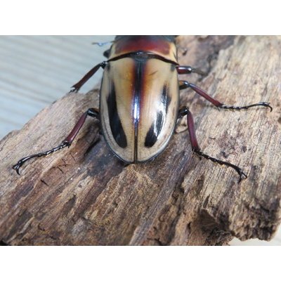画像3: ☆人気種☆ファブリースノコギリクワガタ（亜種タカクワイ）♂66ミリ♀38ミリ＋♀36ミリ計3頭の新成虫トリオ頭販売！！
