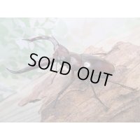 ☆新成虫☆マンディブラリスフタマタクワガタ（赤マンディ）♂74ミリ♀43ミリペア販売！！